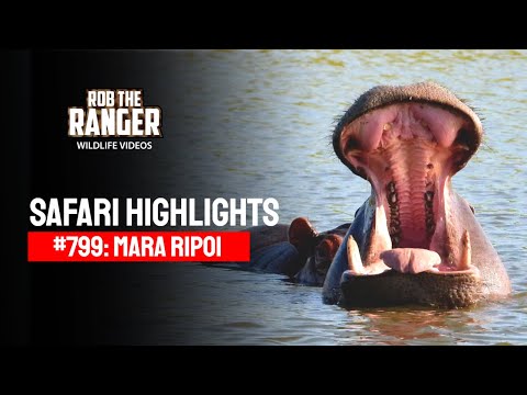 Safari Highlights #799: 23 - 24 January 2025 | Lalashe Mara Ripoi | Latest #Wildlife Sightings