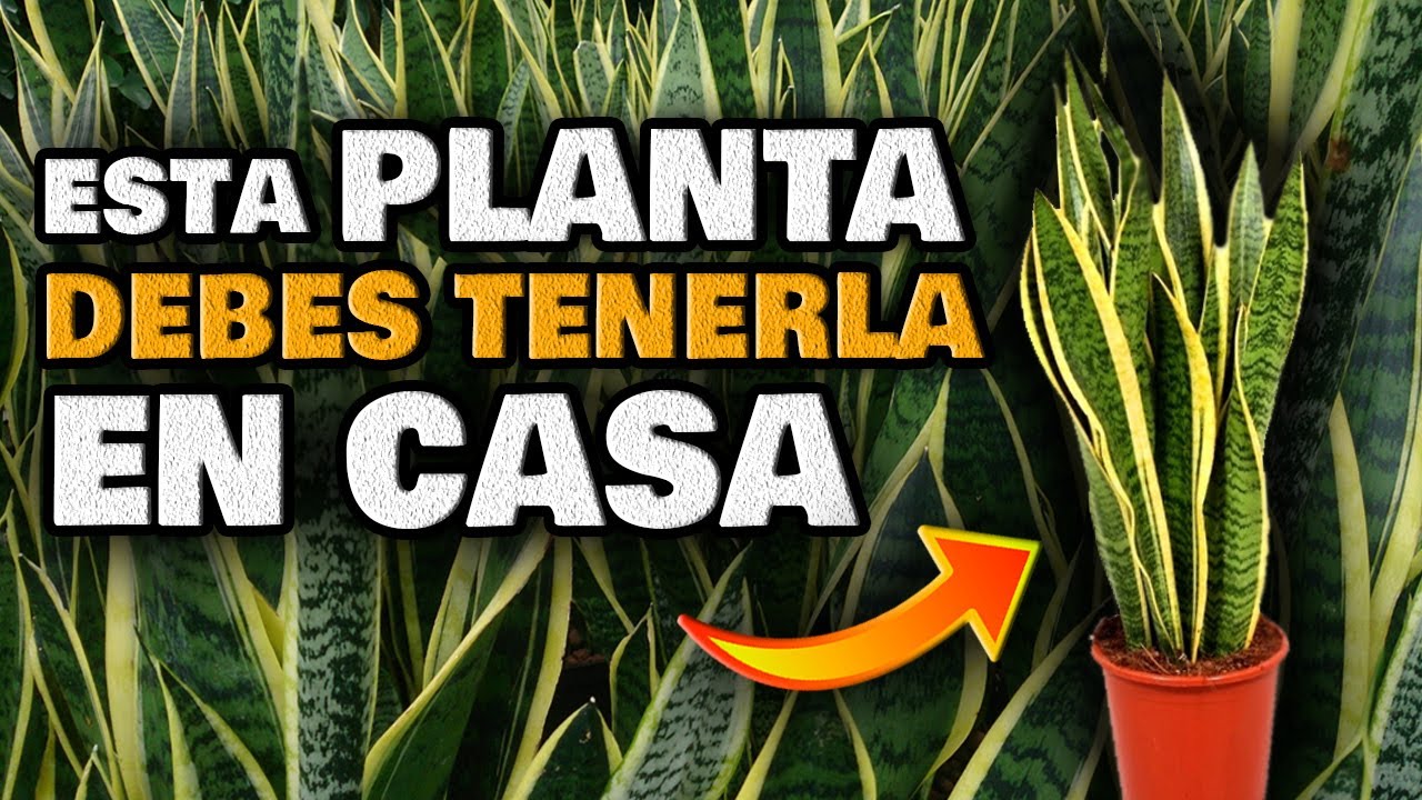 Esta PLANTA es ORO PURO en CASA | Increíbles USOS Curativos | Sansevieria o Lengua de Suegra