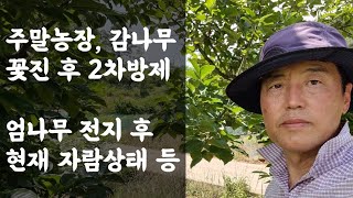 감나무 꽃진 후 2차방제 / 엄나무 전지 후 현재 자람상태 / 엄나무 수익작물일까?