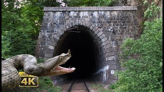Rail traffic in Romania - Snakes, tunnels, bridges - National Park Jiului [4K]