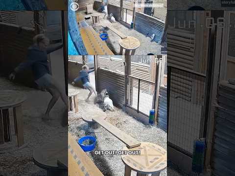 Woman jumps to save her goat after a cougar gripped its neck at British Columbia farm #shorts