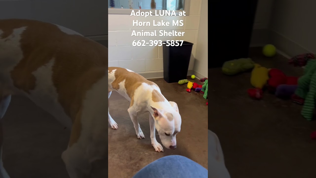 Enlarge Luna, a ADOPTABLE mixed breed in Horn Lake, MS video 5/5