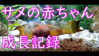 サメの赤ちゃん（ヒョウザメ）　無事に成長続けてます☆彡　サメの卵の成長記録