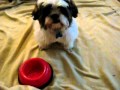 Shih Tzu Puppy Ernie Is Learning New Tricks