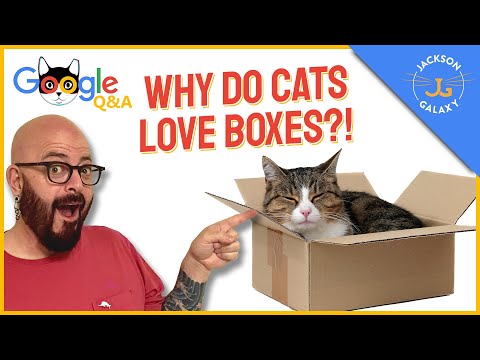 Why Do Cats Love Boxes?  | Google Cat Questions Answered!