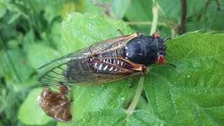 My Experience With 17 Year Locust (Cycadia)