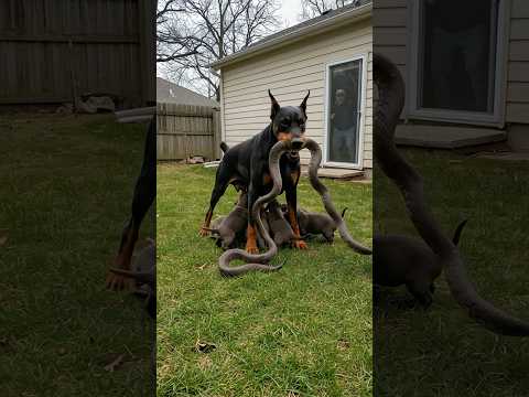 Will This Brave Doberman Defeat the Snake to Protect Her Puppies?