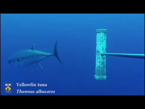Tristan da Cunha - 2017 Pelagic stereo-BRUVS