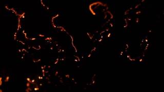 Justin Carter - Leaves