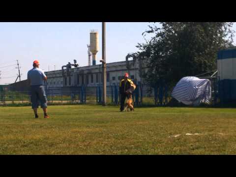 "Agrosoyuz Cup 2014". Protection IPO1 98p. Tuz iz Gratsiano.