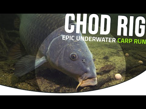 CHOD RIG  -🤩 Epic UNDERWATER CARP RUN - Carp rig video