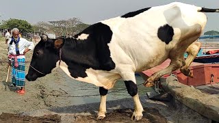 Download Lagu cow unloading, cow videos, cow video, big cow, goru hamba cow Thumbnail