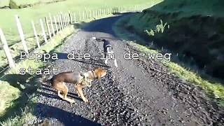 Eric Burdon & the Animals - The Story Of Bo Diddley