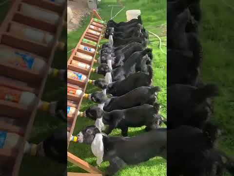 Allattamento capretti tramite biberon.