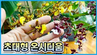 꽃대가 2m이상 자라는 초대형 온시디움을 데려왔어요!!