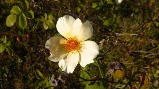 Rod Stewart - Here To Eternity