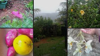 Um dia chuvoso com plantas floridas no meu Jardim!🌺