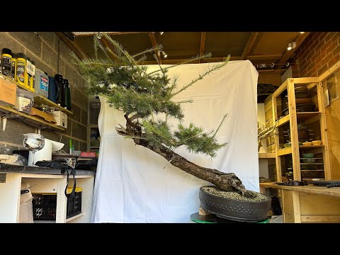 You won’t believe the transformation on this Japanese Larch bonsai👀 #bonsai #japan #art #lifestyle
