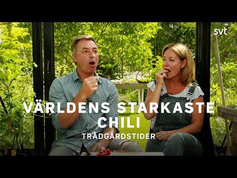 Programledarna äter världens starkaste chili | Trädgårdstider | SVT