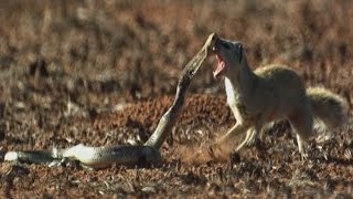Cobra vs. Mongoose:  Epic Showdown & Unexpected Twist!