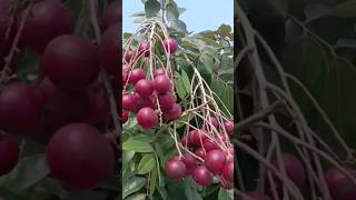 Download lagu Kelengkeng Merah (Ruby Longan) mp3 Download lagu Kelengkeng Merah (Ruby Longan) mp3