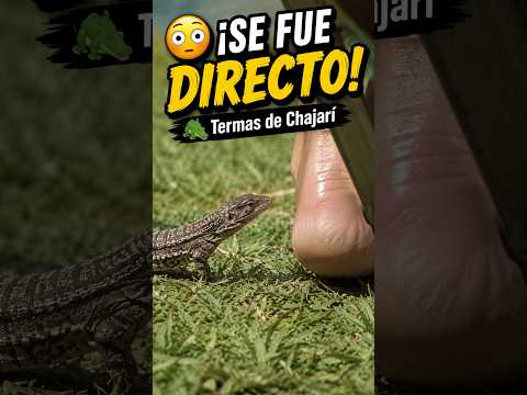 🐊 ¡Un lagarto se acercó demasiado en las Termas de Chajarí! 😳#termas  #chajari #motos #lagarto