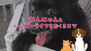 【びわ湖わんにゃんマルシェ】わんにゃんとハッピーライフをおくるコツ