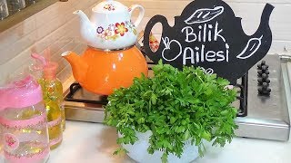 Taze Maydanoz Buzlukta Nasıl Saklanır? - Kışlık Hazırlıklar