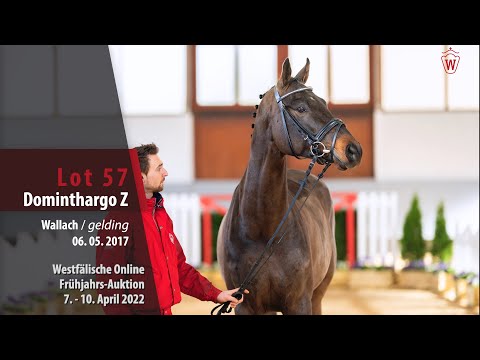 Online Frühjahrs-Auktion Lot 57 Dominthargo Wallach v. Dominator Z - Conthargos