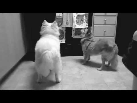 Lily&Pachi in Poshkie World!