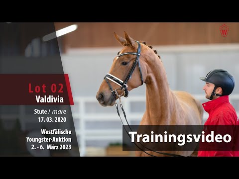 Youngster-Auktion Training Lot 02 Valdivia Stute v. V-Plus - Rock Amour