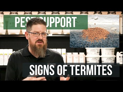 What Are Visible Signs of Termites | Pest Support