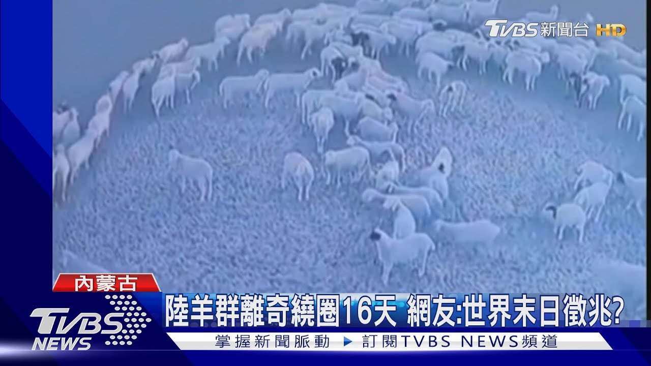 陸羊群離奇繞圈16天 網友:世界末日徵兆?