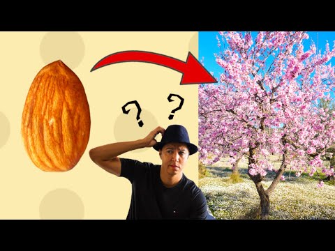 HOW TO GROW AN ALMOND TREE AT HOME FROM AN ALMOND? - the simple and easy way
