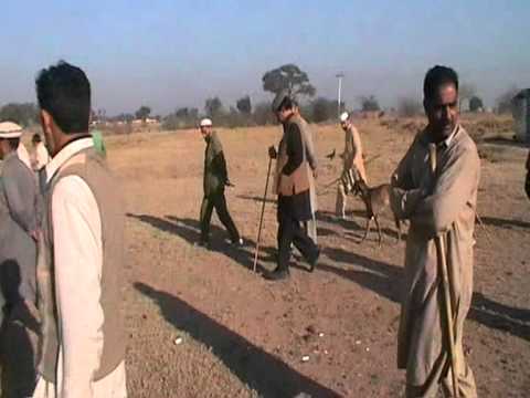 Mohib Banda mardan dog huntting part 01