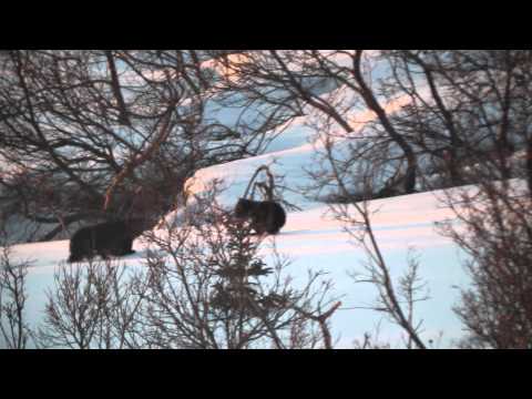 John Mellencamp - Yours Forever ( SoundTrack Perfect Storm ) HD Winter Landscape VideoEdit