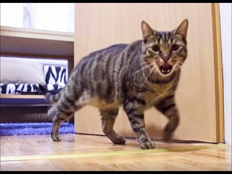 Cat Misses His Owner and He's Happy When Owner is Back - Funny Ending!