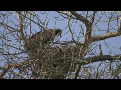 Aug 09, 2017 - Sunset -Tara is at the Vultures nest - hope the  chick will pop his head up