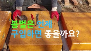 [양봉입문] 봄벌은 언제 구입하고 몇통으로 시작하면 좋을까요?