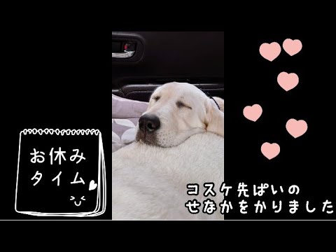 ワンワンU・x・Uお悩み相談室5️⃣0️⃣💠番外編💠〜福井市「アラタくん」#警察犬募集中🐕‍🦺