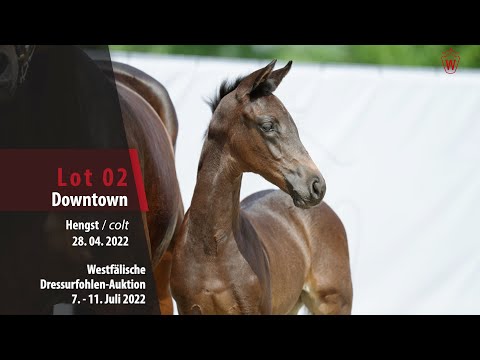 Dressurfohlen-Auktion Lot 02 Downtown Hengst v. Dynamic Dream - Franziskus