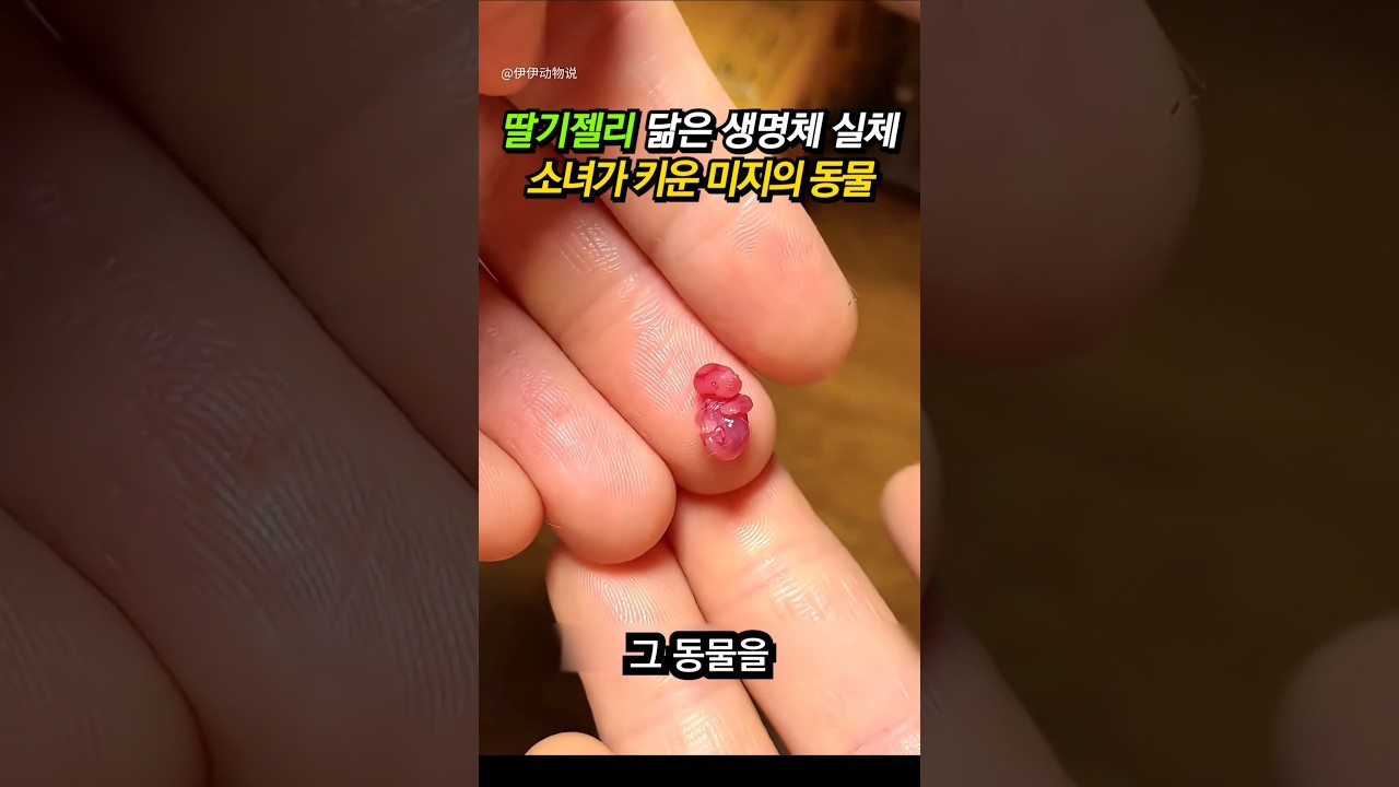 하리보 젤리 만한 동물을 살려낸 소녀 이야기.