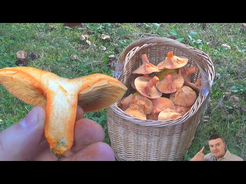 RUJNICE - 50 Na jednom Mjestu