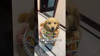 リモコンを運ぶ犬。その理由に、涙。#犬のいる暮らし #犬 #感動 #癒やし動画 #優しすぎる