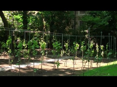 Expo fa rinascere la vigna di Leonardo a due passi dal Cenacolo