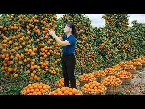 Harvesting Giant Tropical Tangerine To Sell | High Profit Orchard Harvest to Market