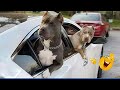 Super Funny Animal Videos You Will Die Laughing Because Of These Dogs And Cats
