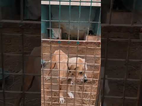 Pakistani Bully ☠️💥Ancient Weapon | Game Dog 🐕 🐶 #pakistanibull #mastiff #doglover #dog  #dogs