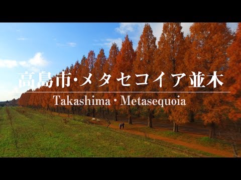 メタセコイア並木 ドローン空撮（滋賀県高島市） ムーブメント・ラボ３空泳の世界 4K DRONE Metasequoia