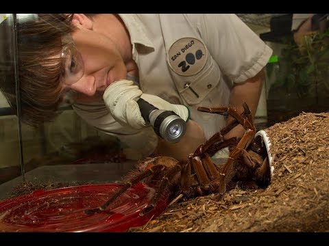 Arachnid Rescue Center